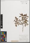 Foto von Salix purpurea L.